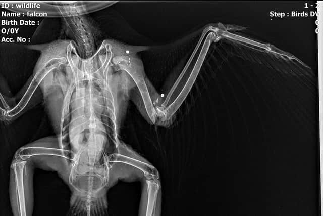 This x-ray shows the shotgun pellets lodged in the elbow and shoulder of the bird’s left wing. Credit: RSPB