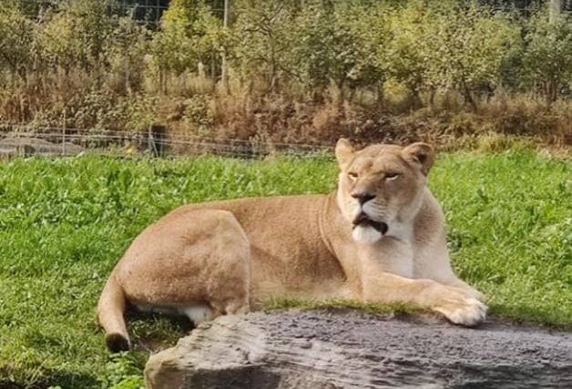 You can look forward to visiting the Yorkshire Wildlife Park this weekend. Be sure to book tickets online as it will be busy.