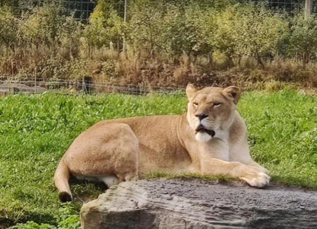 You can look forward to visiting the Yorkshire Wildlife Park this weekend. Be sure to book tickets online as it will be busy.