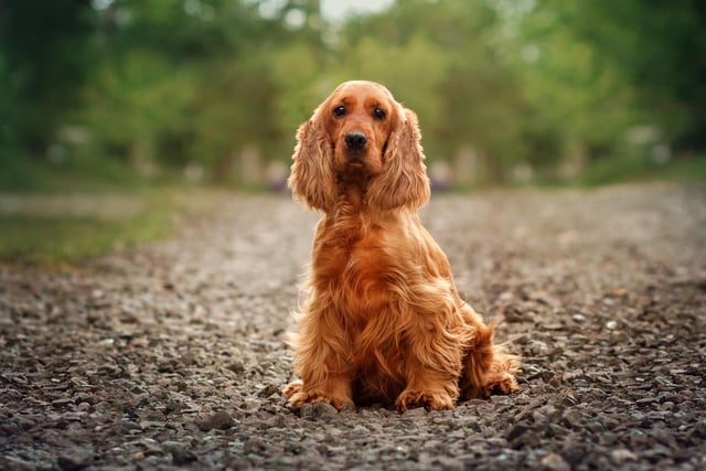 Cocker spaniel owners are the most creative and family-orientated