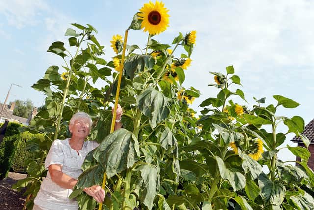 Pat Gore with her impressive sunflowers. Pictures and video by Brian Eyre.
