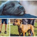 Collie cross bulldog pup, Doberman and a terrier are among dogs who are searching for loving owners  (photos: Chesterfield and North Derbyshire RSPCA)