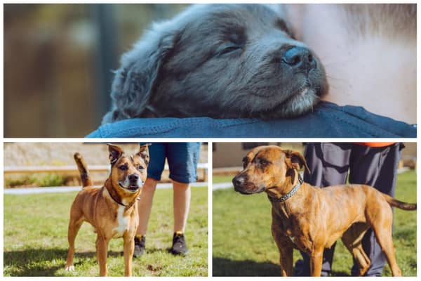 Collie cross bulldog pup, Doberman and a terrier are among dogs who are searching for loving owners  (photos: Chesterfield and North Derbyshire RSPCA)