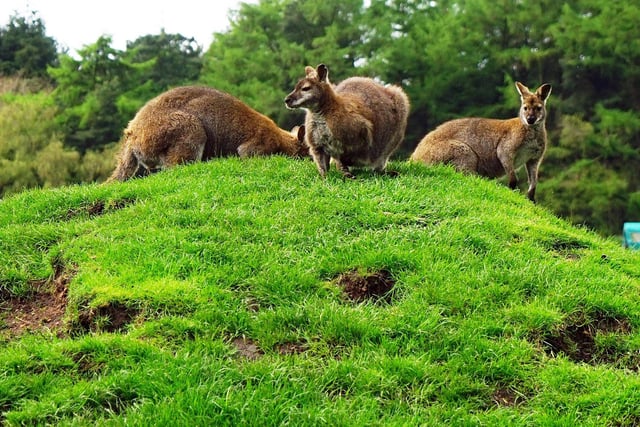 You can get close to wallabies and have a go at feeding them.