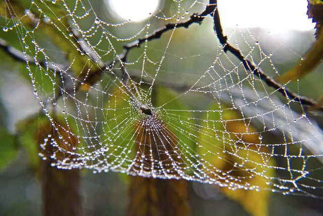 A beautiful Spider's web, on a misty Autumn morning.
