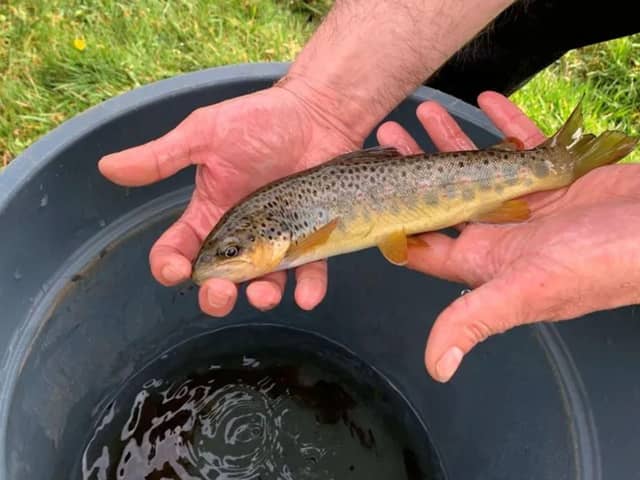 Environment Agency officers have rescued about 200 fish after a sinkhole appeared in a river near Buxton. (Photo courtesy of the Environment Agency)