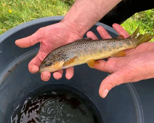 Environment Agency officers have rescued about 200 fish after a sinkhole appeared in a river near Buxton. (Photo courtesy of the Environment Agency)