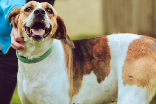 Eve is a six-year-old foxhound who is very clever and friendly with both humans and other dogs. She will need to be trained to sit nicely and to learn how to play. Eve is looking for a home with another dog and could live with children aged 11-16 years.