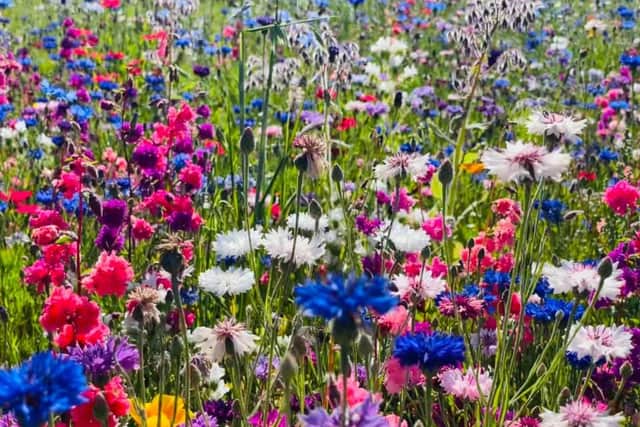 Claire Evans captured close-ups of the colourful wildflowers in the field near Chesterfield.