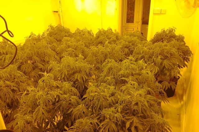Officers in Derbyshire have uncovered a number of grows in recent weeks- like this one in Newbold.