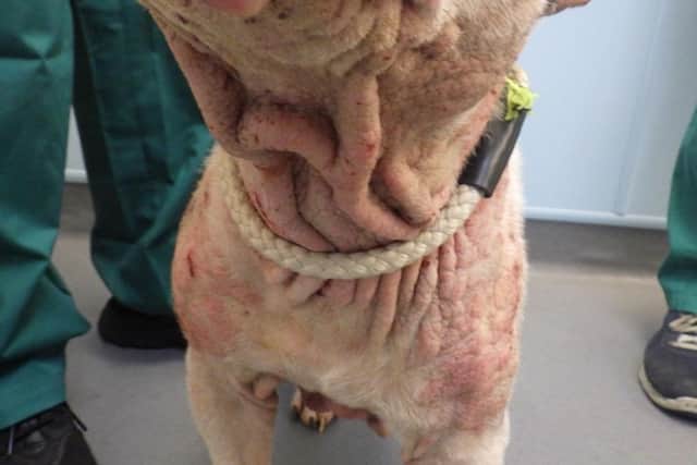 RSPCA animal rescue officer Liz Braidley said Missy was scratching constantly and most of the skin across her body appeared pink, with some areas beginning to cause sores and bleed.