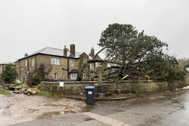 A tree down in Great Hucklow after a tornado. Pic Villager Jim