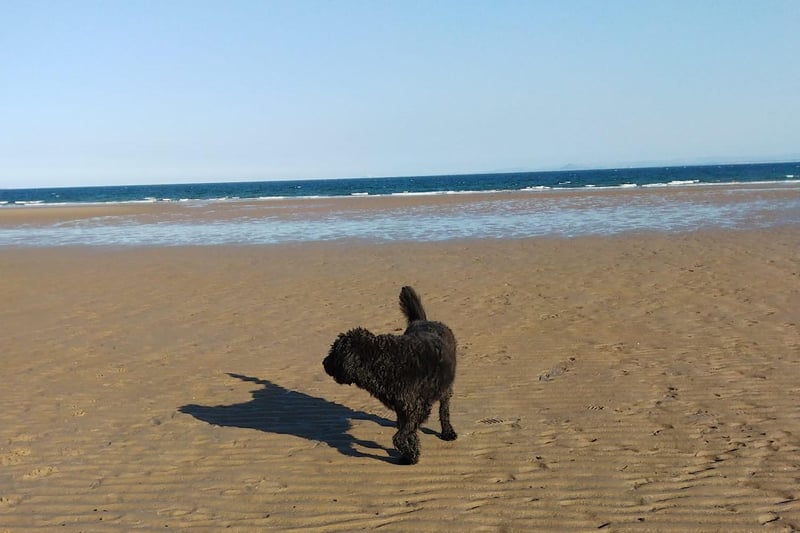 This picture makes it look like Elaine Whigham and her dog had Leven Beach all to themselves last week.