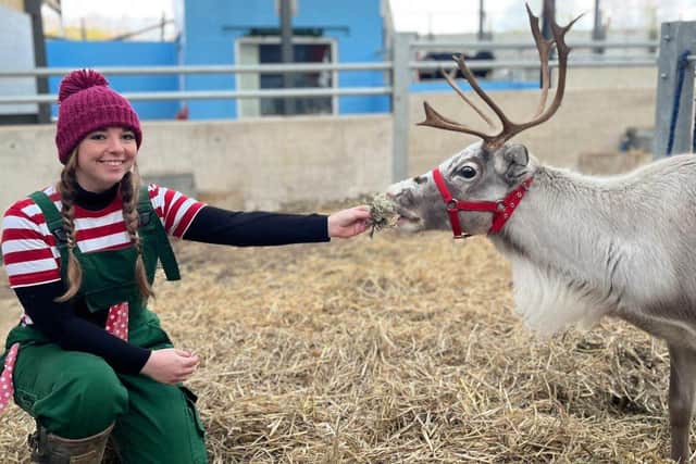 Cathy Parsons, Chief Reindeer Keeper at Bluebells Farm Park
