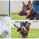 Sky, Prince and Saturn, clockwise from left, are all looking for loving homes.