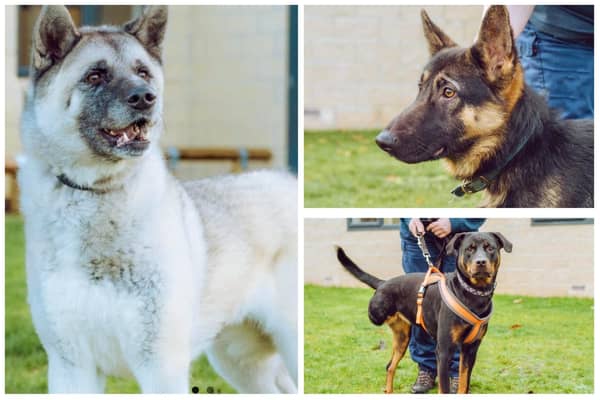 Sky, Prince and Saturn, clockwise from left, are all looking for loving homes.