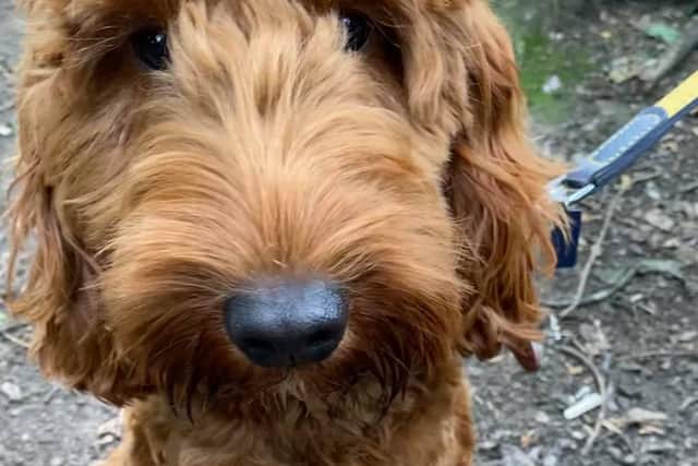 Tony the cockerpoo was stolen alongside two other dogs from kennels in Spondon