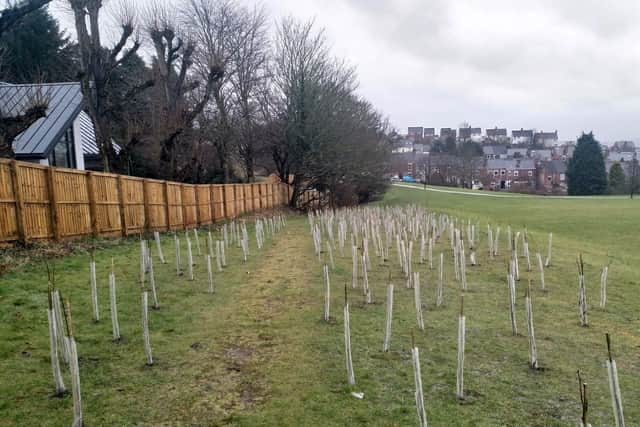 Some of the new saplings planted by Chesterfield Borough Council in Spital Park