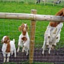 Matlock Farm park's Boer Goats are very energetic and curious. They keep putting their heads over the fence in the hope for cuddles and food.