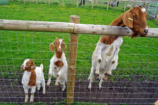 Matlock Farm park's Boer Goats are very energetic and curious. They keep putting their heads over the fence in the hope for cuddles and food.