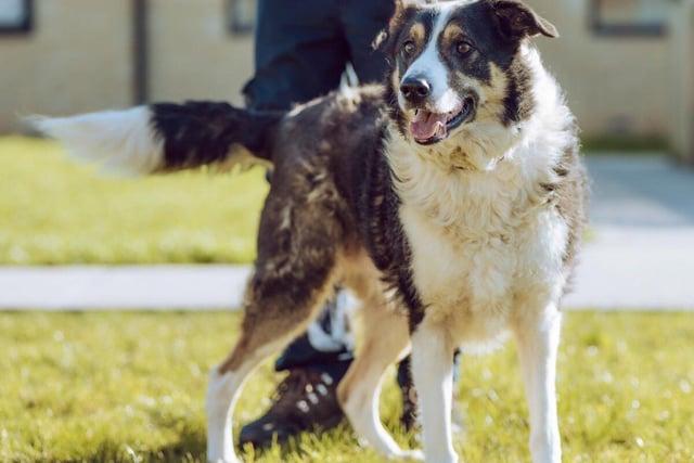 Rocky is a four-year-old Border Collie who is warm, bright, attentive and playful. He is almost house trained, knows lots of basic commands and can walk nicely on a lead. Rocky could live with children of 11-15 years but would prefer to be the only animal in the home.