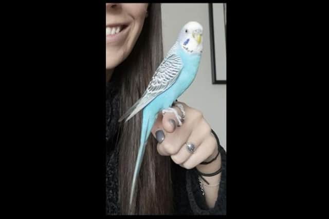 Billy the missing budgie.
