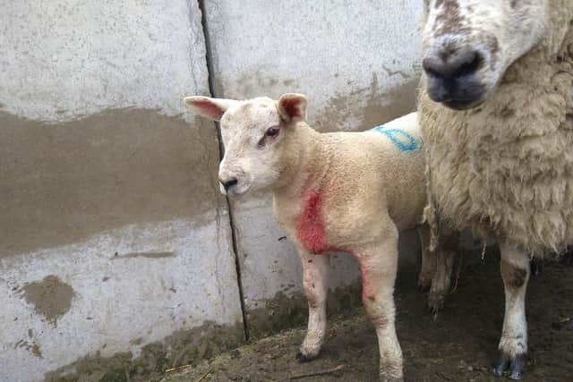 Police have urged dog walkers to keep their pets under control after an attack on sheep in the countryside near Chesterfield. Image: Derbyshire police.