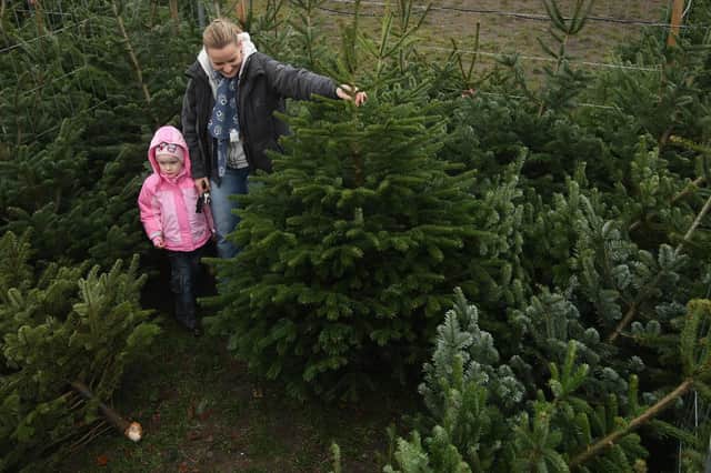 Choosing a Christmas tree. (Photo by Sean Gallup/Getty Images)