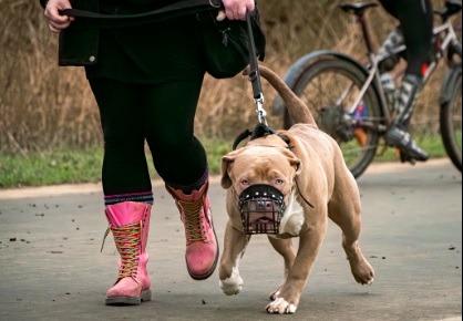 Four XL Bully dogs raised awareness of the tough restrictions on their owners.