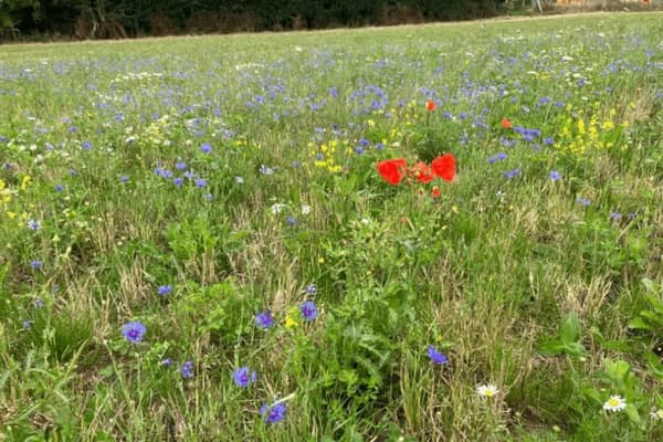 A new meadow