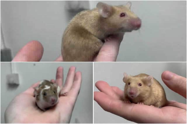 Three of the mice rescued from a Derbyshire house that are looking for new owners.