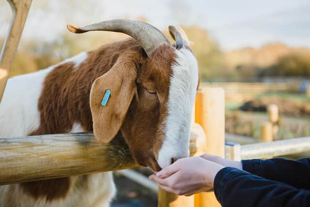 More goats will be added to the menagerie, and by the summer they plan to create a large aviary for exotic birds