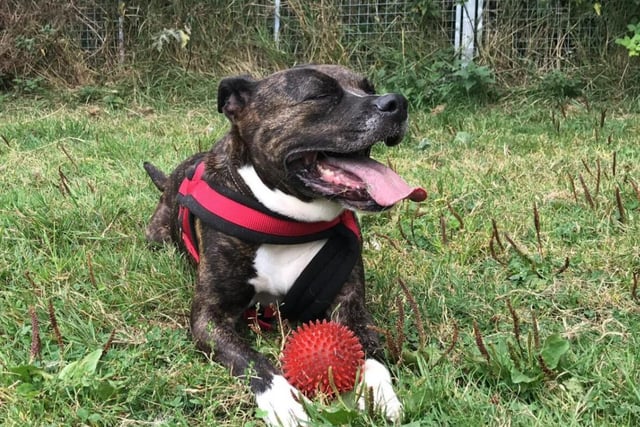 Skittles may not enjoy the company of other animals, but she loves people - mainly adults, as children may be a bit too much for her. One thing about her is that she loves to chew on her lead while walking - so if you've got one, make sure it's reinforced!