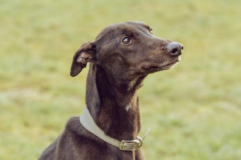 Lynx is a six-year-old male greyhound who is charming, playful and looking for a loving owner in a forever home.