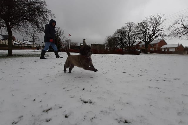 A dog in Murton enjoyed the snow on his morning walk.