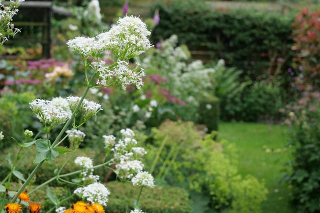 The open garden on Old Road has been welcoming visitors for the last 9 years.