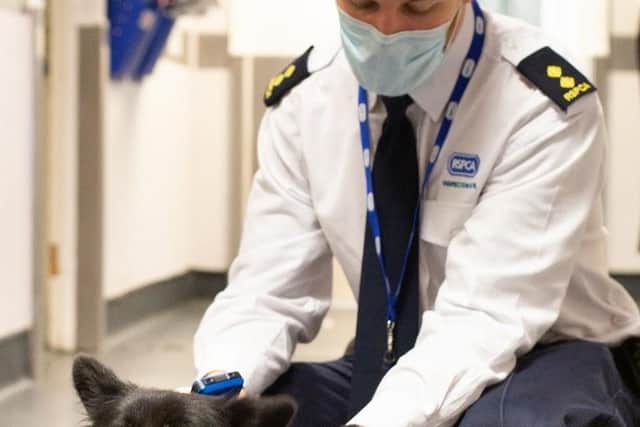 Reports of people impersonating RSPCA officers are currently on the rise.