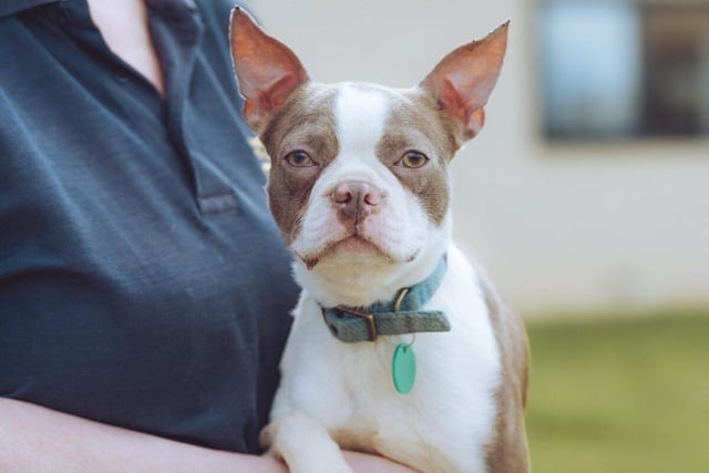 Marlo is a  Boston terrier, aged one year and six months. He is shy until he gets to know people, quiet but full of love and laps up fuss and attention. Marlo could live with children aged 11 to 15 years but  preferably in a quiet home where he is the only pet.