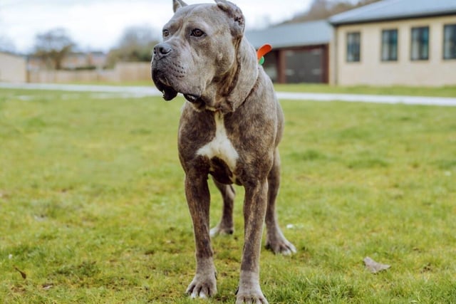 This beautiful Cane Corso girl suffered beatings and mutilation of her ears and tail during her younger life. Brownie, who is one year and six months old, is a tough looking dog with the softness of a lamb who greets strangers gently and sits patiently if treats are offered. The scars of her past re-emerge if she is approached by someone large and imposing; she starts to shiver and looks wide-eyed so needs extra cuddles when this happens.