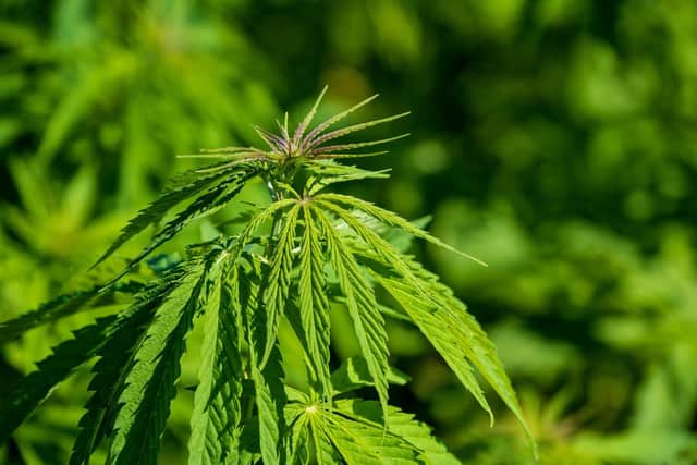 Weed lover Dean Crabtree’s solicitor told magistrates he would smoke the 10 mature plants within three months. Photo: Pixabay