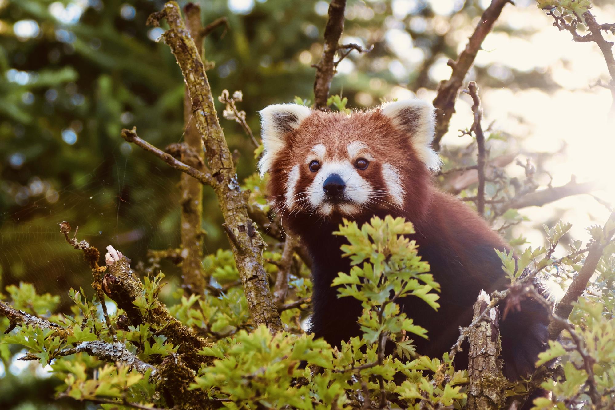 Rare zebra foal, bush dogs and red panda sisters now call Peak Wildlife ...