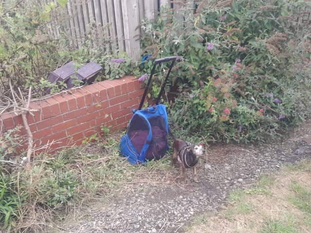Angel was found tethered to a rucksack which contained the cat.