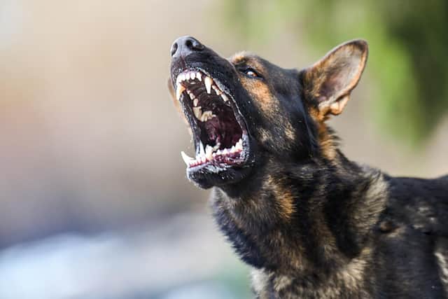 Police warn owners after reports concerning out of control dogs in and around Derbyshire town.