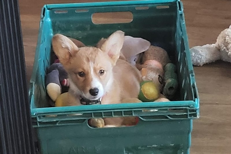This Corgi brings a whole new meaning to the term "dog basket". Sent in by Yvonne Taylor.
