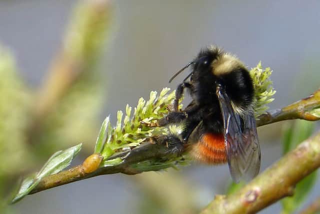 The project has worked to secure the future of the Bilberry bumblebee, a Peak District priority species.