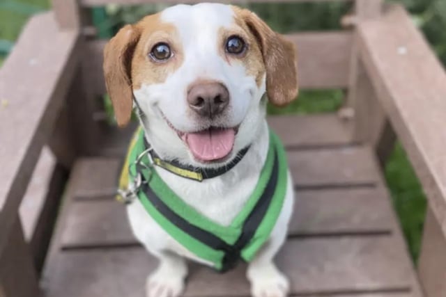 Jimmy is a Jack Russell Terrier, aged two. He is a sweet, playful, and loving boy who enjoys toys, treats, and the company of people. He needs an adult-only home without other pets and access to quiet walks.