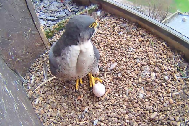 Peregrines have been nesting on the cathedral tower since 2006 and the famous Derby peregrine webcams enable viewers to watch them live.
