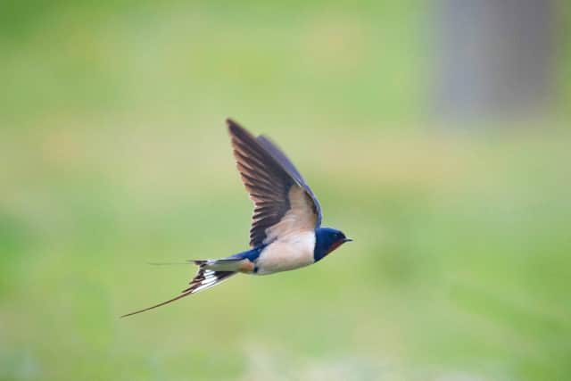Swallow.  Photo by Stewart Abbott