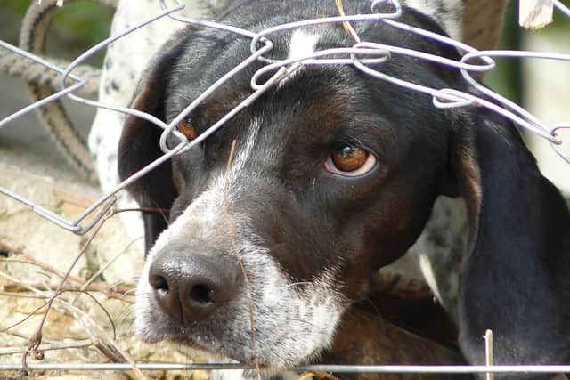 RSPCA figures show there were 244 calls to its helpline for reporting intentional harm to an animal in Derbyshire last year – up from 185 in 2020.