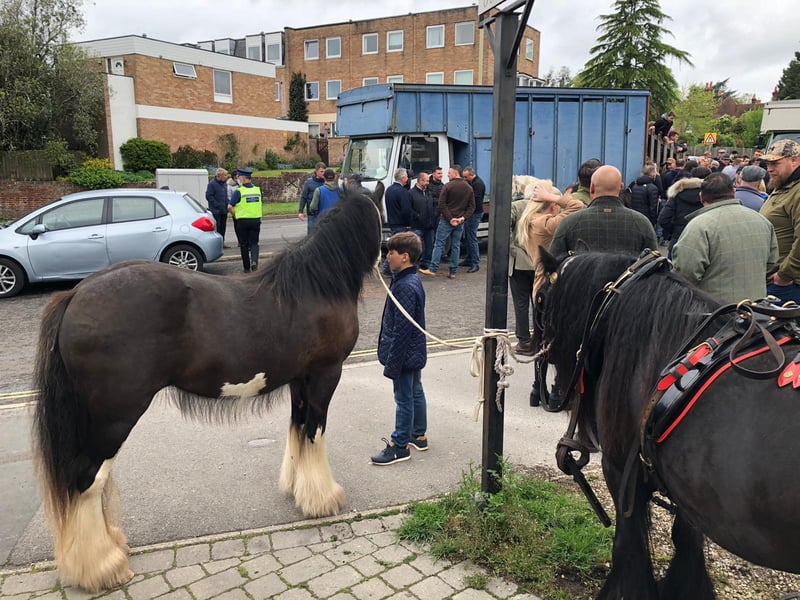 A couple of horses in Wickham.